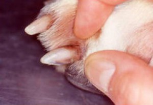 malassezia-dermatitis_kvasinky_pes.jpg